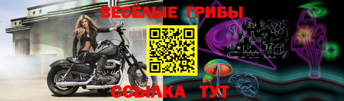 Галлюциногенные грибы Psilocybine cubensis Новосибирск